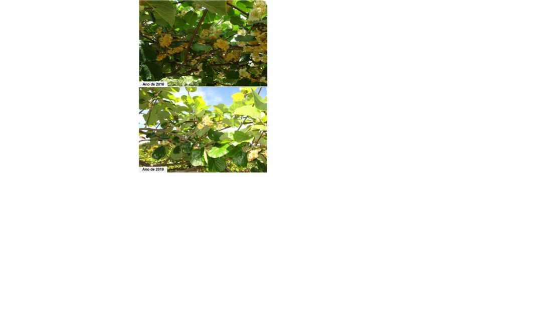 Comunica Mais Kiwi
