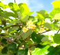 Comunica Mais Kiwi