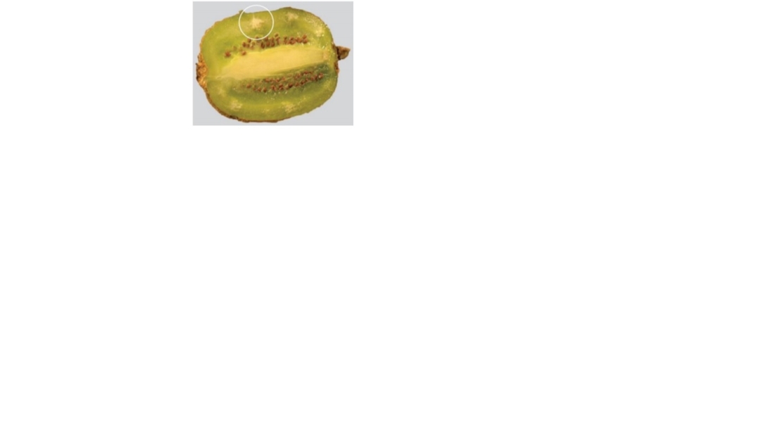 Comunica Mais Kiwi