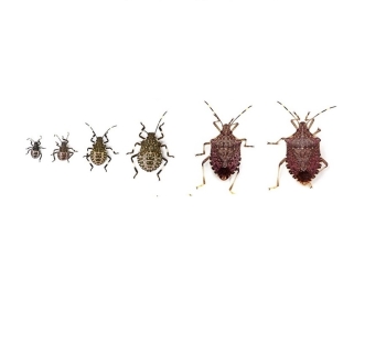 halyomorpha-halys-ndash-alerta-global-kiwi-1685703402.jpg