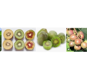 internacionaliza-ccedil-atilde-o-ndash-kiwis-de-portugal.jpg