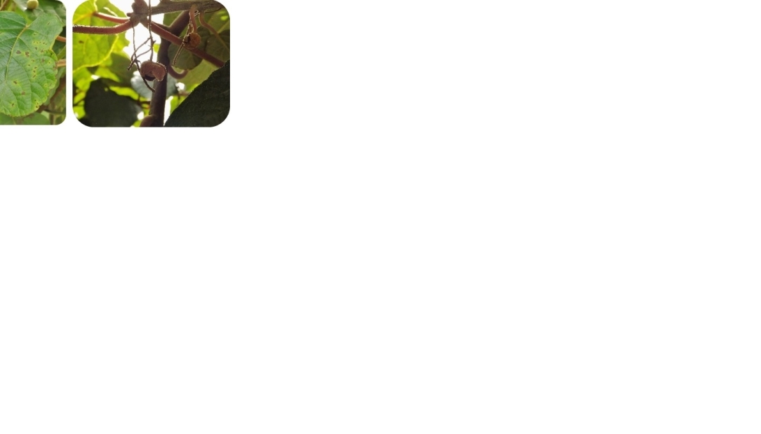 Comunica Mais Kiwi