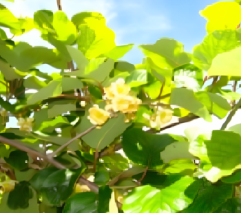 a-fenologia-da-flora-ccedil-atilde-o-dos-pomares-de-kiwi-em-portugal-1686675722.png